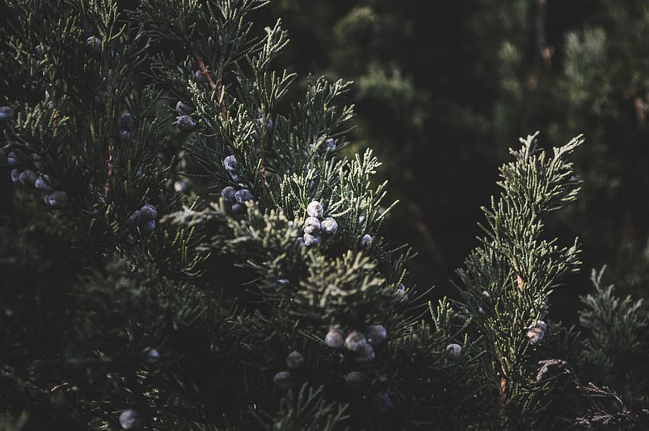 latvia, wild, nature, forest, plant, greem, earth, berries HD wallpaper