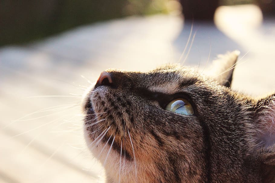 Brown Cat in Selective Focus Photography, animal, animal photography HD wallpaper