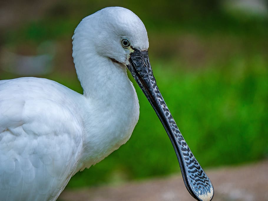 bird, eastern, löffler, bill, animal, animal themes, vertebrate HD wallpaper
