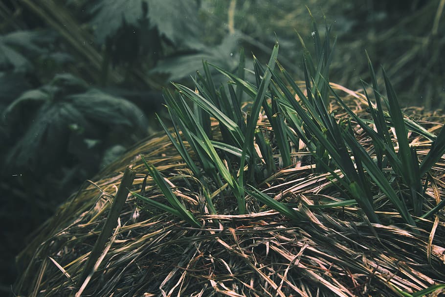 grass, nature, plant, growth, green color, land, close-up, day HD wallpaper
