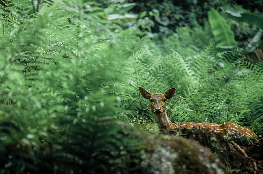 doe sitting on green grass, animal, animal themes, animal wildlife HD wallpaper