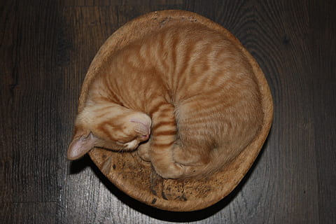 cat, kitty, kitten, gato, gatito, circle, round, curled, red hair HD wallpaper