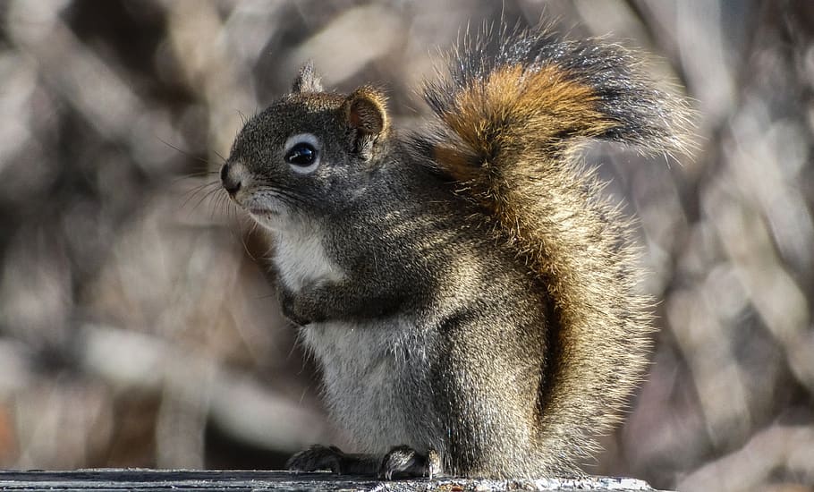 black and brown squirrel, animal, rodent, mammal, canmore, canada HD wallpaper