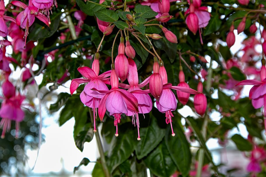 fuchsia, garden, nature, blossom, bloom, summer, plant, pink HD wallpaper