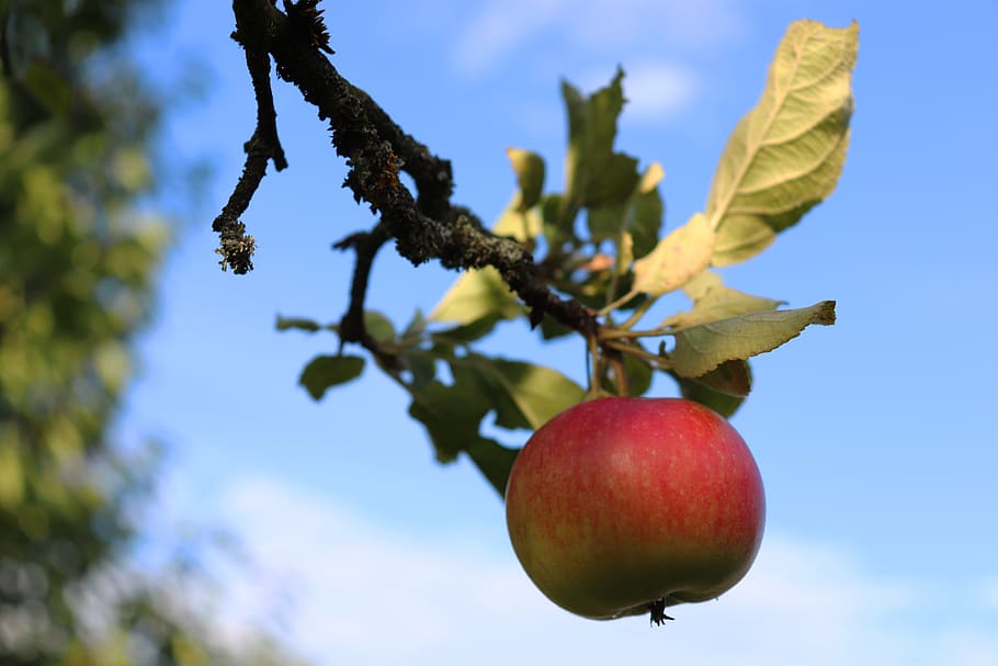 apple, apple tree, red, fruit, branch, fruit tree, orchard HD wallpaper