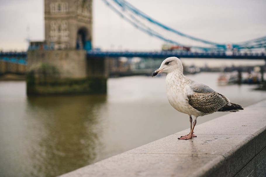 explore, travel, water, bridge, city, bird, sea gull, london HD wallpaper