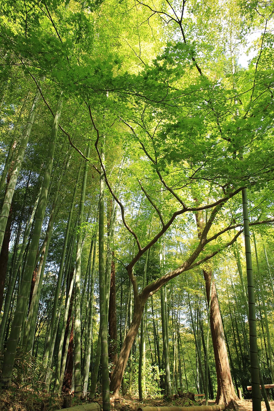 trees, forest, nature, foliage, landscape, green, plant, beauty in nature HD wallpaper