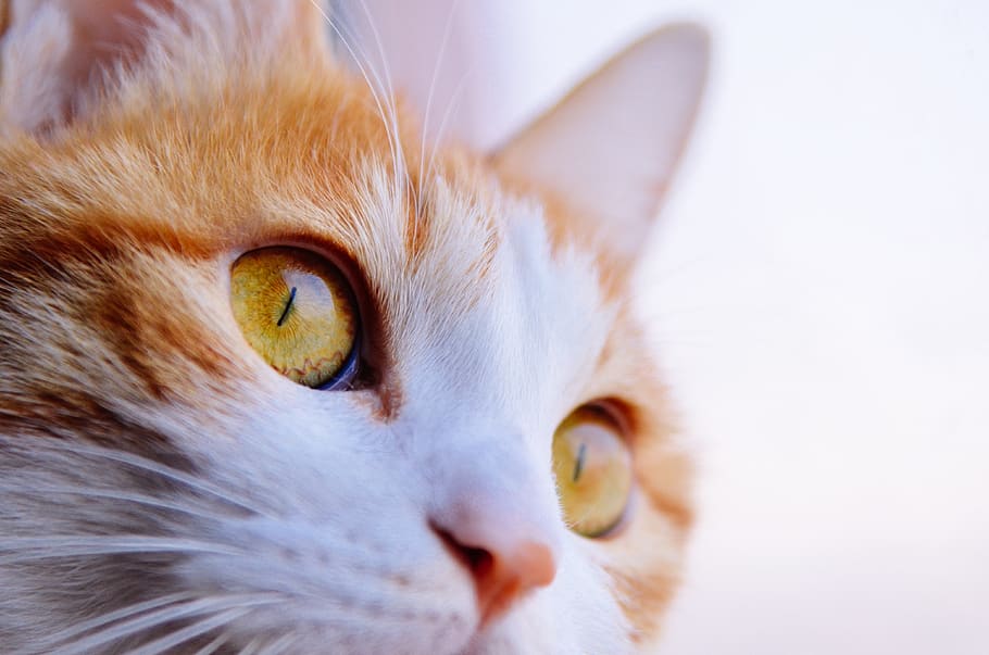 animal, cat, animal themes, pets, domestic, domestic cat, feline HD wallpaper