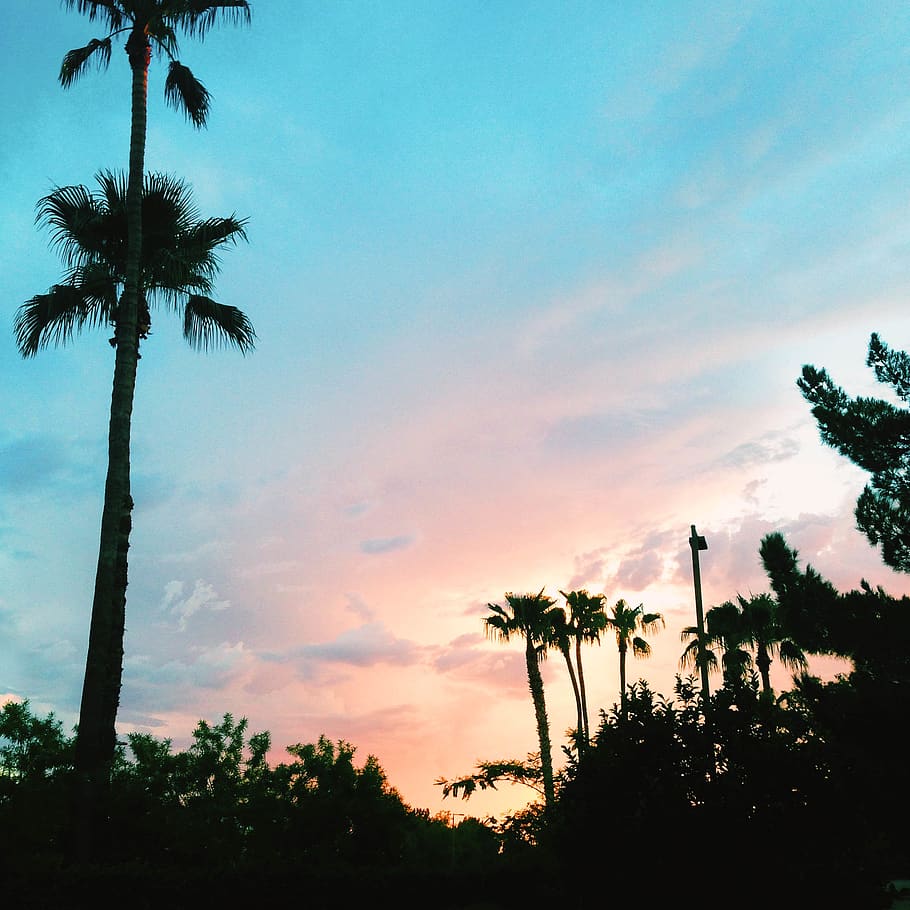 palm trees, blue, pink, sunset, sky, color, plant, tropical climate HD wallpaper