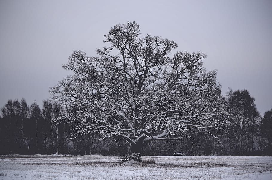 sweden, tree, trees, forest, snow, winter, plant, sky, beauty in nature HD wallpaper