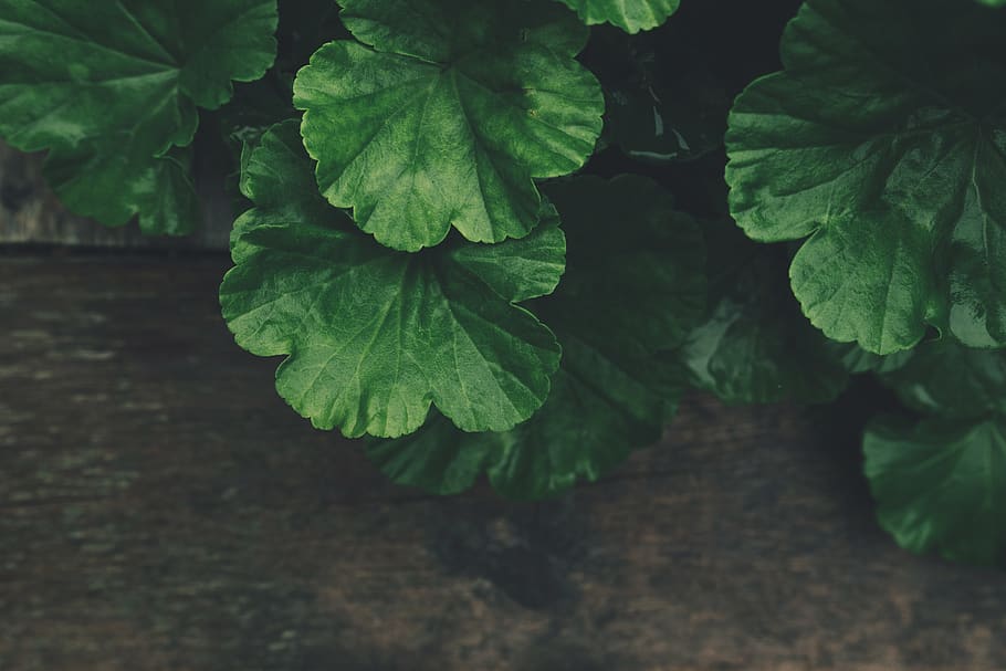 Green Plant, blur, close-up, environment, focus, growth, plants HD wallpaper