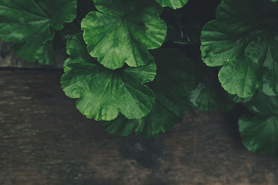 selective focus photography of green leaf, plant, foliage, botanical HD wallpaper