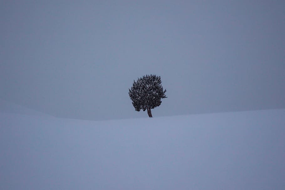 tree between snow covered field, plant, nature, outdoors, abies, HD wallpaper