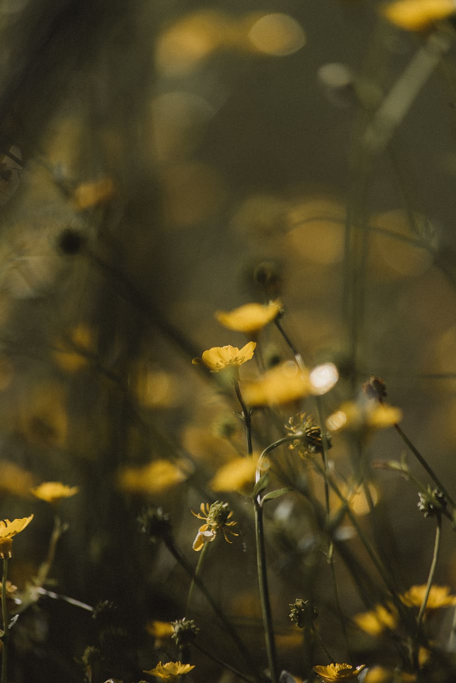 growth, plant, beauty in nature, flower, flowering plant, selective focus HD wallpaper
