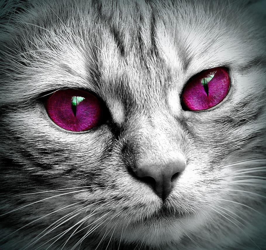 cat, face, tiger, close up, eyes, edited, face cat, pet, kitten HD wallpaper