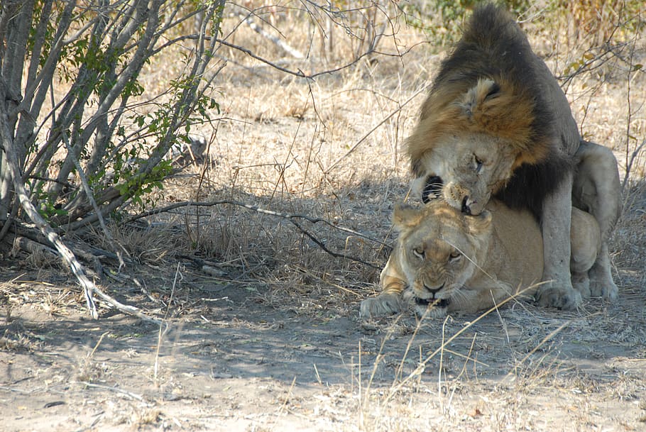 mammal, animal, animal themes, lion - feline, animal wildlife HD wallpaper
