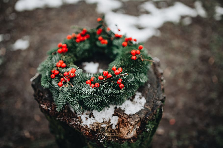 A Very Merry Fresh Holly Wreath for Christmas, winter, xmas, outdoors, HD wallpaper