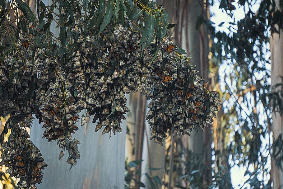 butterfly, butterflies, tree, plant, growth, focus on foreground HD wallpaper
