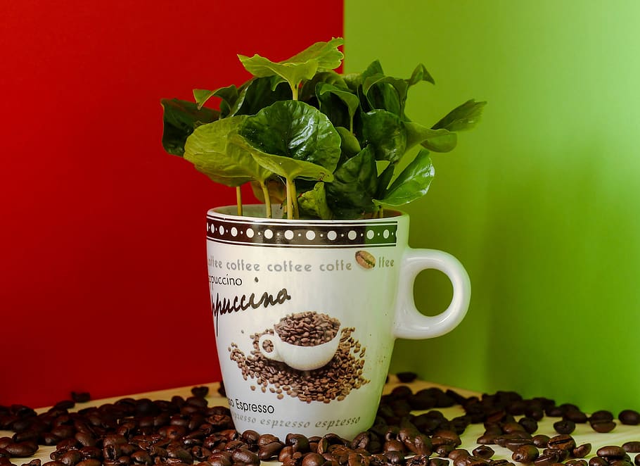 coffee, coffee plant, coffee beans, cup, nature, green, caffeine