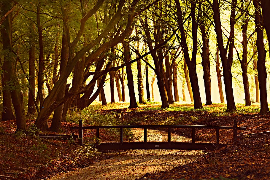 forest, tree, bridge, avenue, tree lined, silhouette, sunlight HD wallpaper