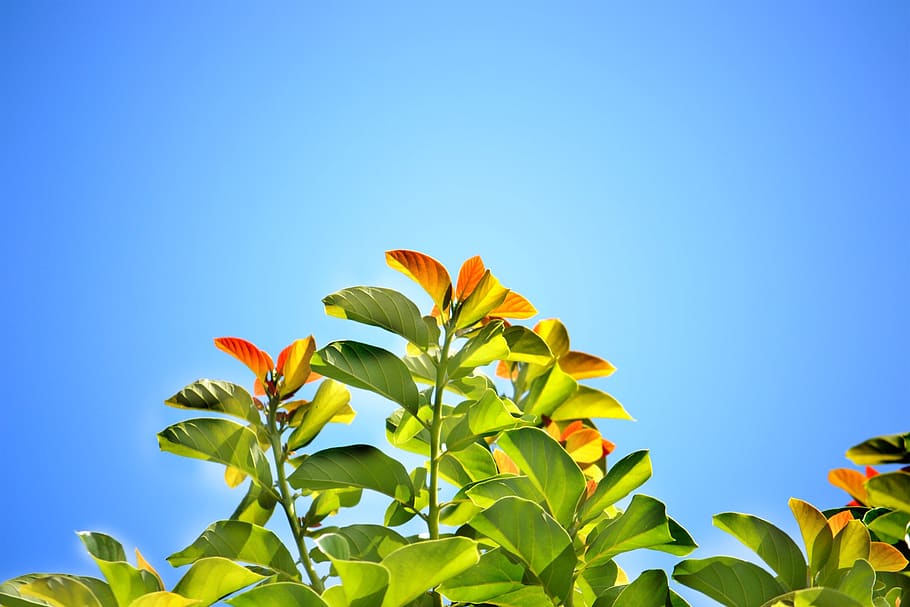 Green Leafed Plant during Daytime, backlight, blue sky, bright HD wallpaper