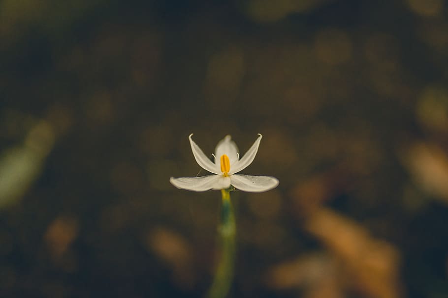 guatemala, macro, flower, closeup, single, nature, flowering plant HD wallpaper