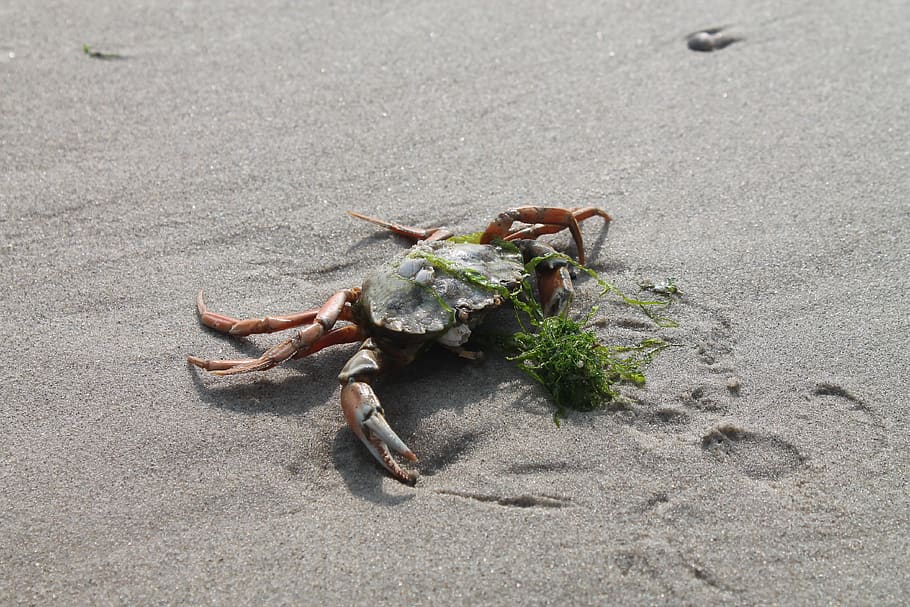 crab, beach, nature, things, ocean, sea, sand, vacations, crustaceans HD wallpaper