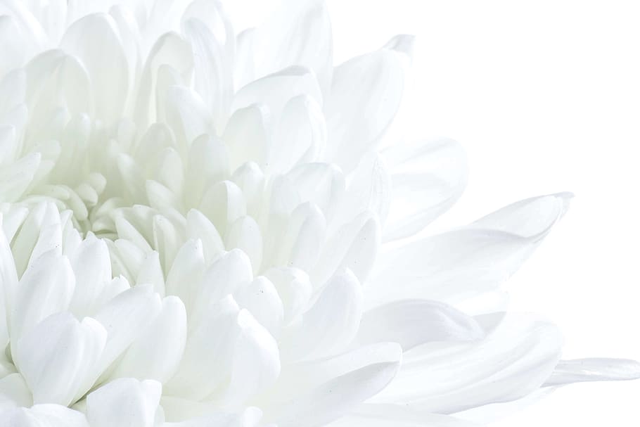 white flower, flowering plant, beauty in nature, petal, freshness HD wallpaper