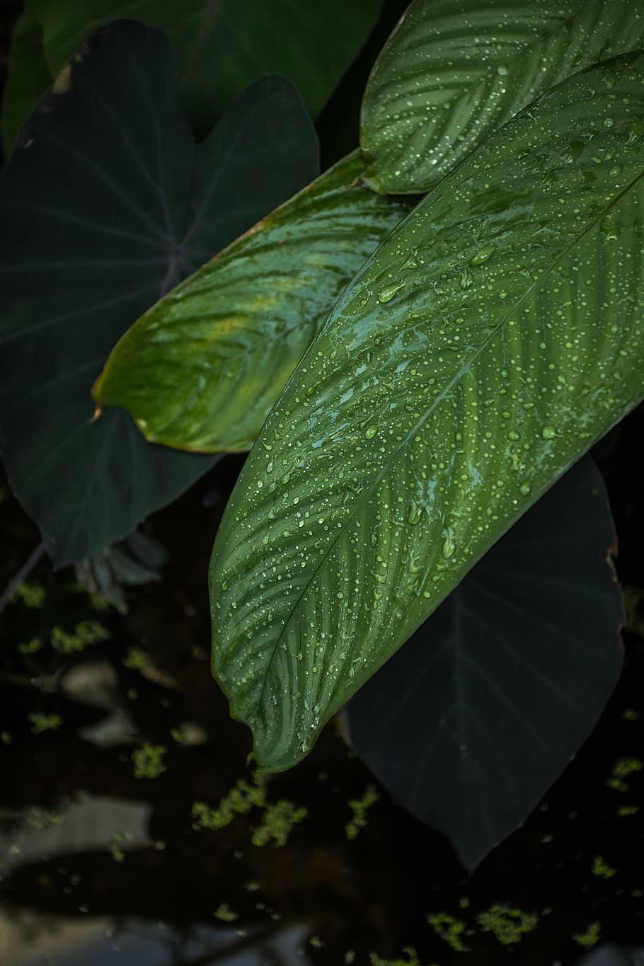 green-leafed plant, veins, blossom, flower, water, tropical, rain HD wallpaper