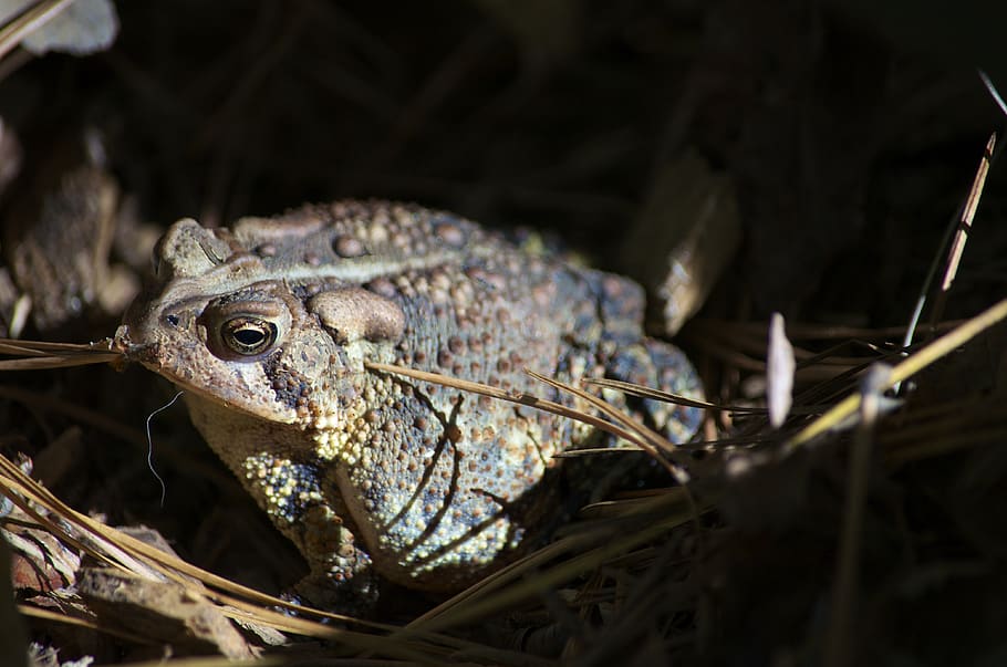 toad, frog, amphibian, animal, animal themes, animal wildlife HD wallpaper