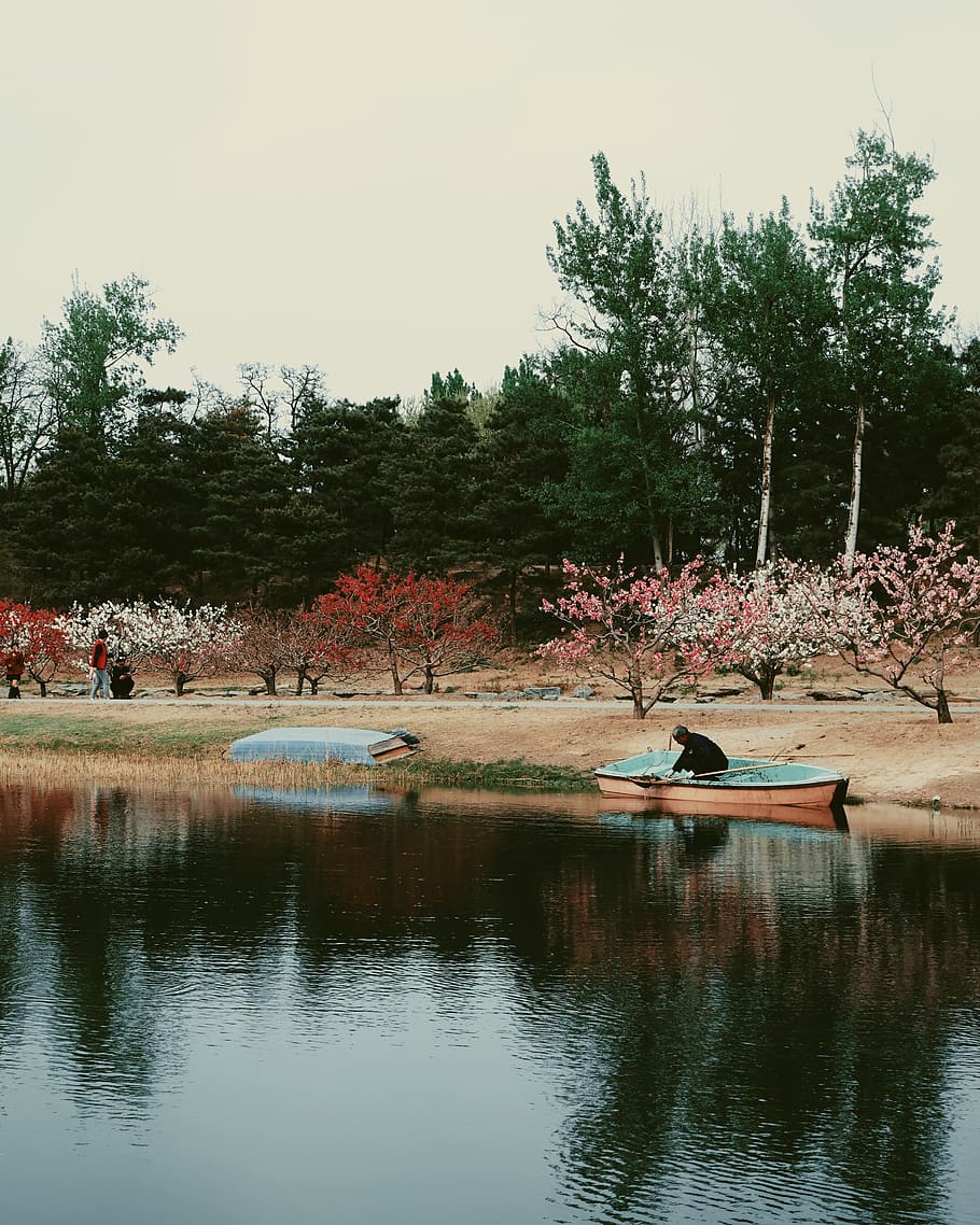 human, person, plant, tree, rowboat, vehicle, transportation HD wallpaper