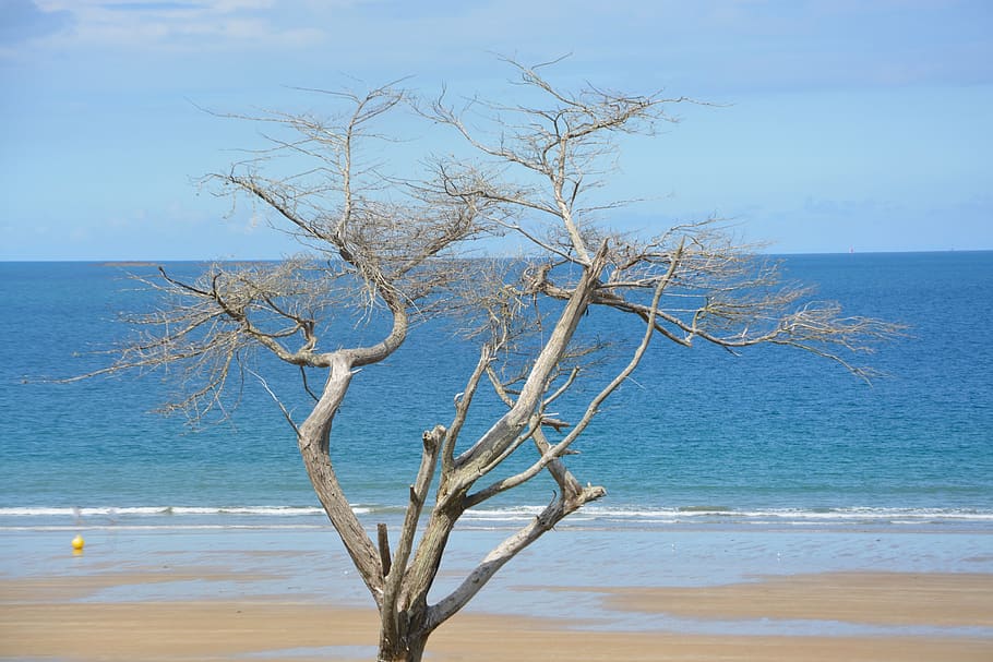 tree, dead tree, natural wood, tree trunk, nature, landscape HD wallpaper