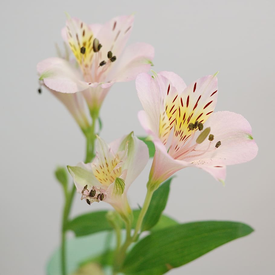 bulgaria, sofia, flowering plant, vulnerability, fragility HD wallpaper