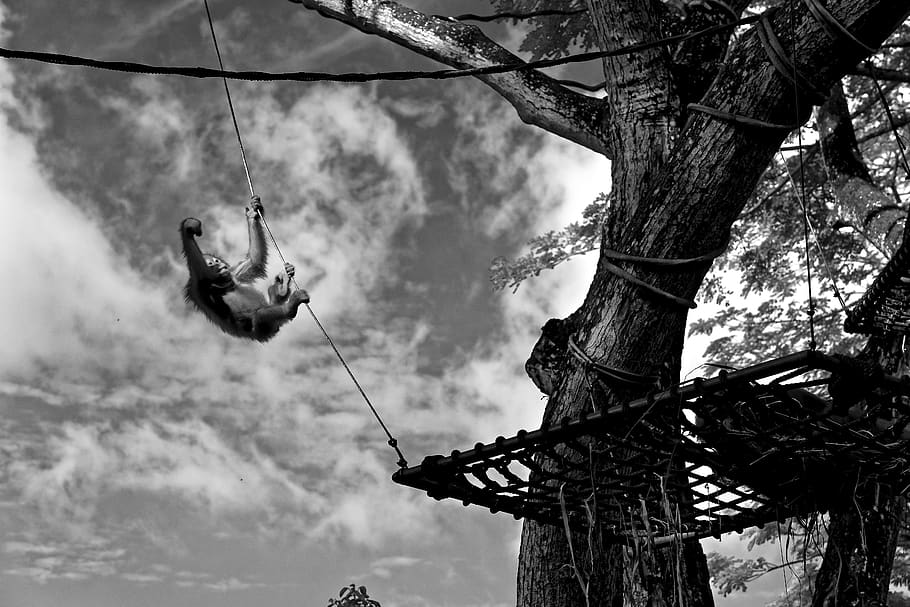 grayscale photo of monkey hanging on rope, person, human, leisure activities, HD wallpaper