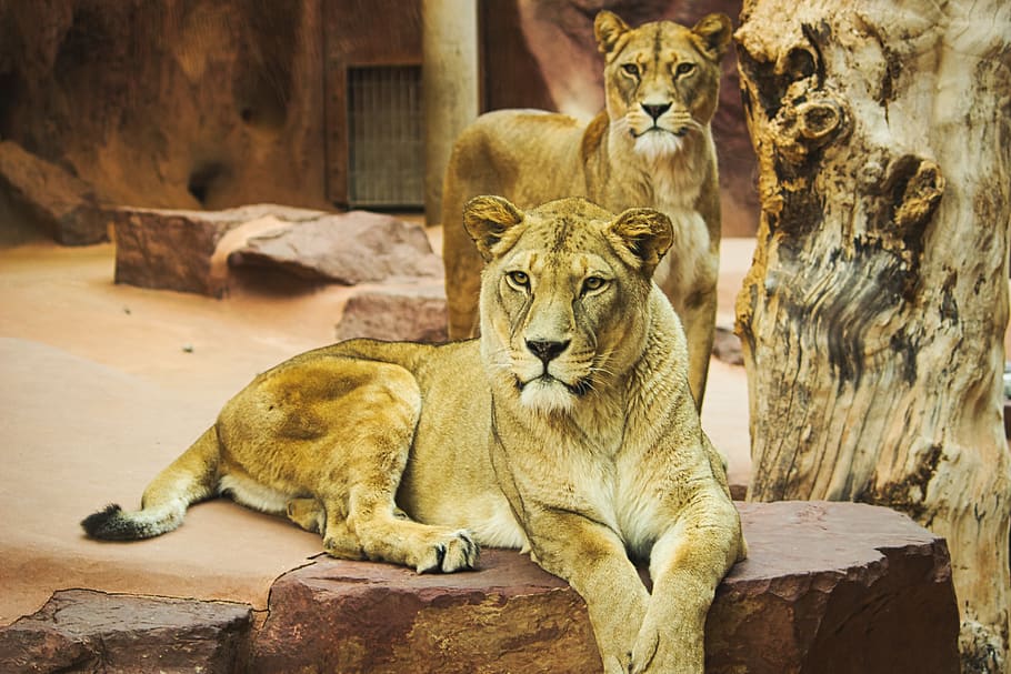 lion, zoo, cat, predator, big cat, mane, wild animal, dangerous HD wallpaper