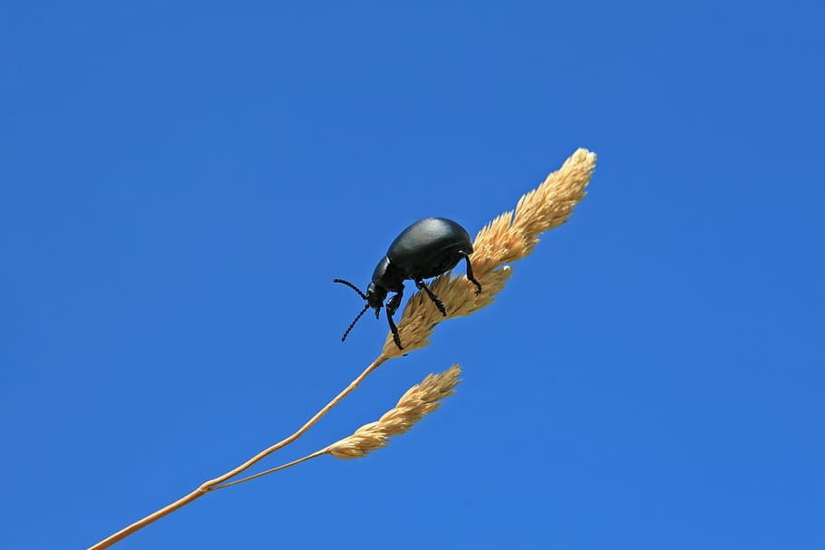 fly, black, nature, agriculture, caption, insect, blue, animal HD wallpaper