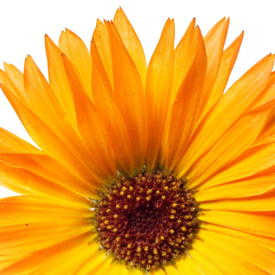 orange, flower, white, yellow, blooming, summer, background HD wallpaper
