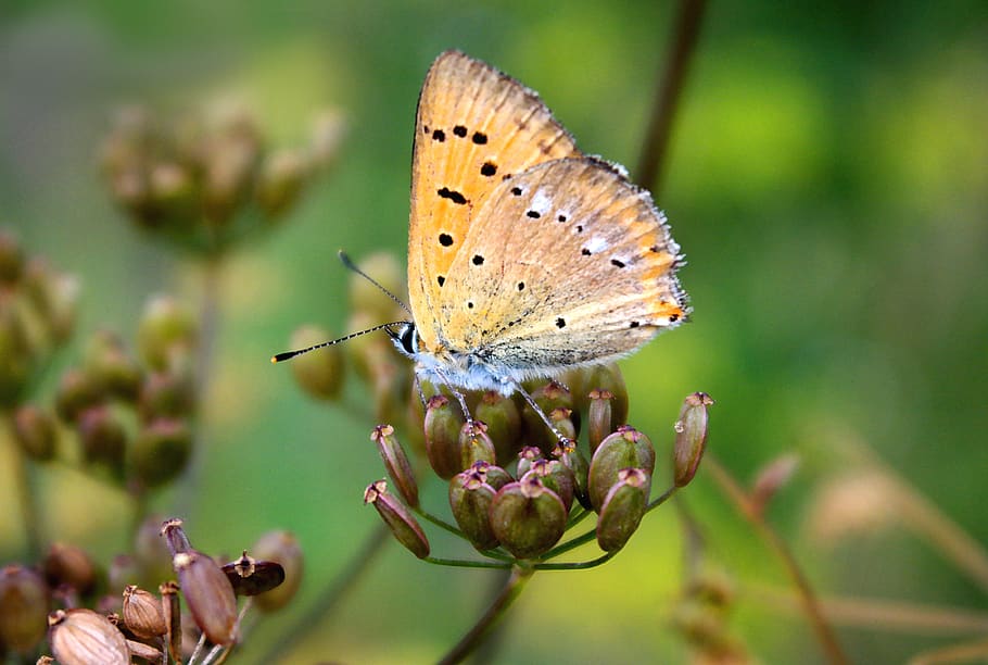 butterfly, nature, macro, insect, animal wildlife, animal themes HD wallpaper