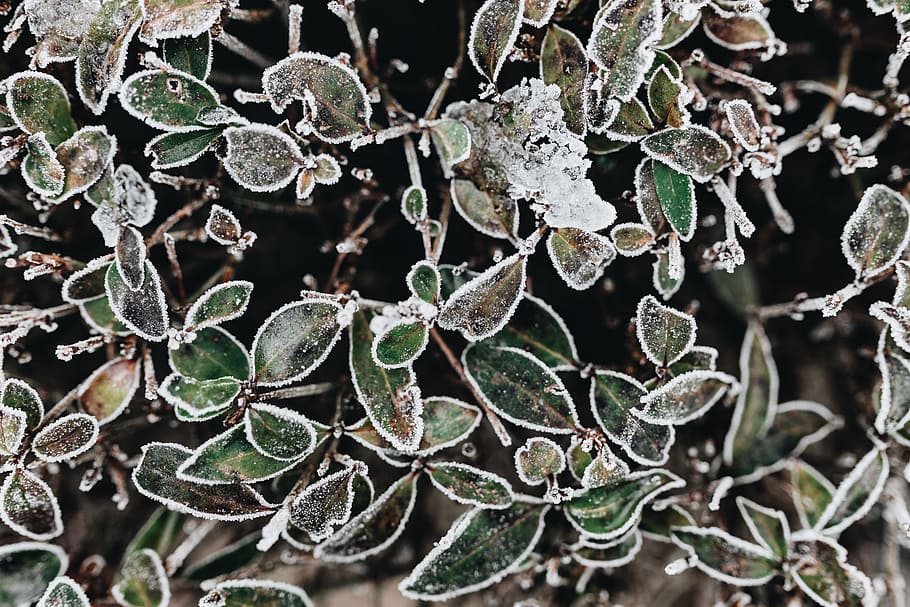 Frozen leaves & twigs, nature, plant, frost, winter, cold, HD wallpaper