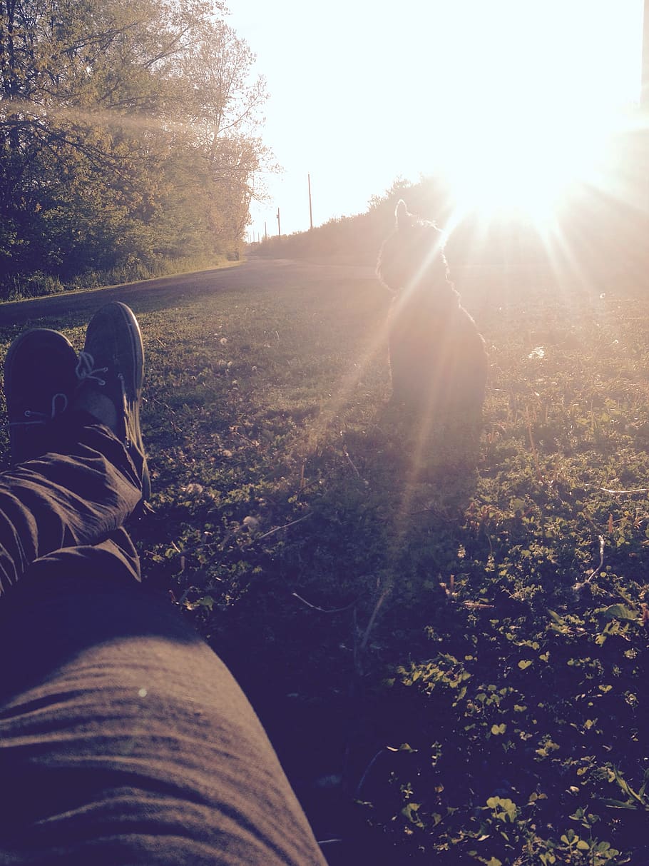 sun, dog, sunset, rest, home, low section, one person, real people HD wallpaper