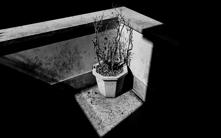 portugal, lisboa, pot, plant, ponte 25 de Abril, shadows, blackandwhite, HD wallpaper