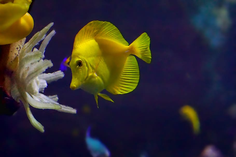 sea, ocean, blue, fish, yellow, water, diving, deep, underwater HD wallpaper