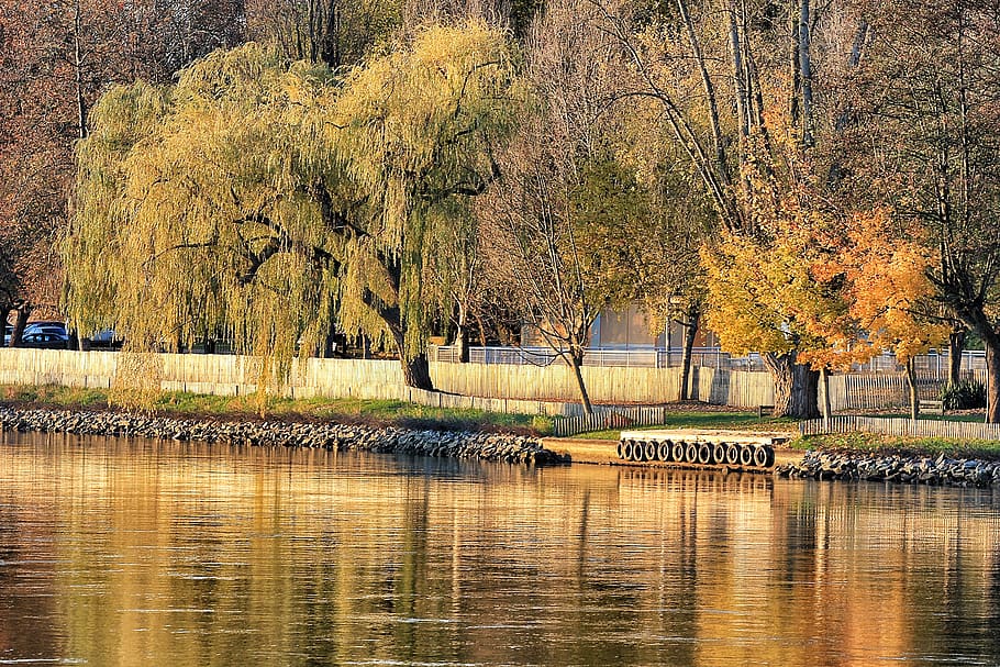 france, vichy, tree, water, plant, waterfront, reflection, lake HD wallpaper