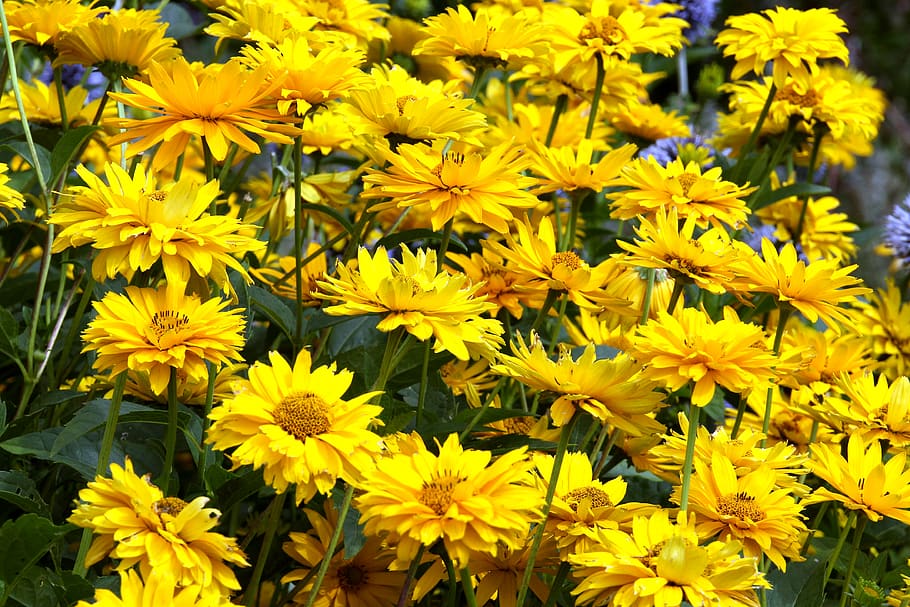flowering plant, freshness, vulnerability, fragility, beauty in nature HD wallpaper