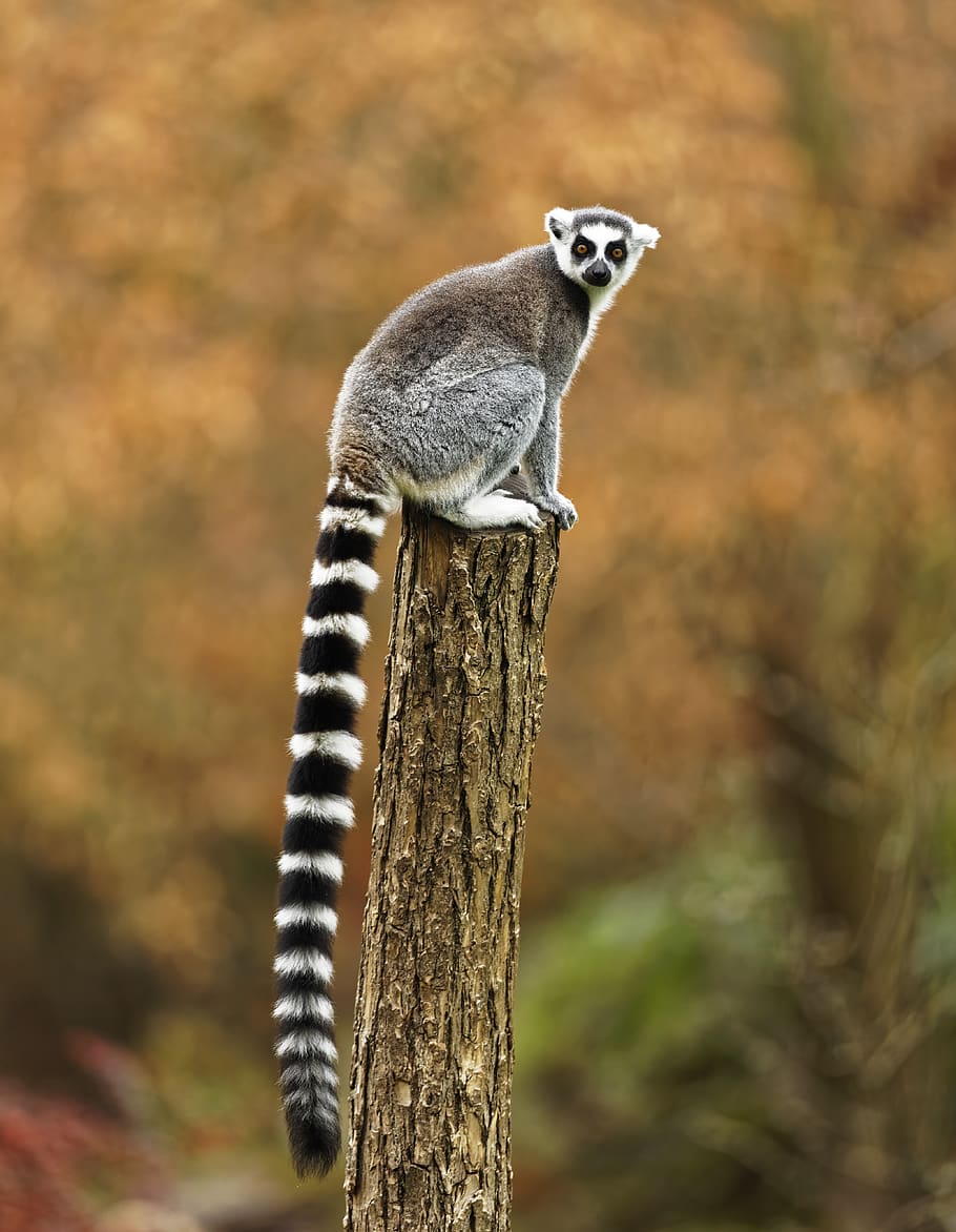 ring tailed gray leemur, animals in the wild, animal themes, animal wildlife HD wallpaper