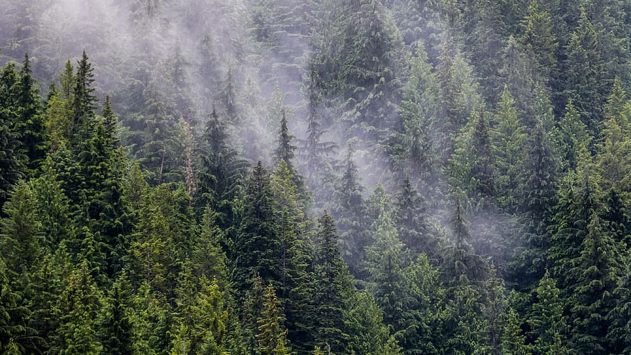 view of pine trees, mountain, cloud, background, cover, green HD wallpaper