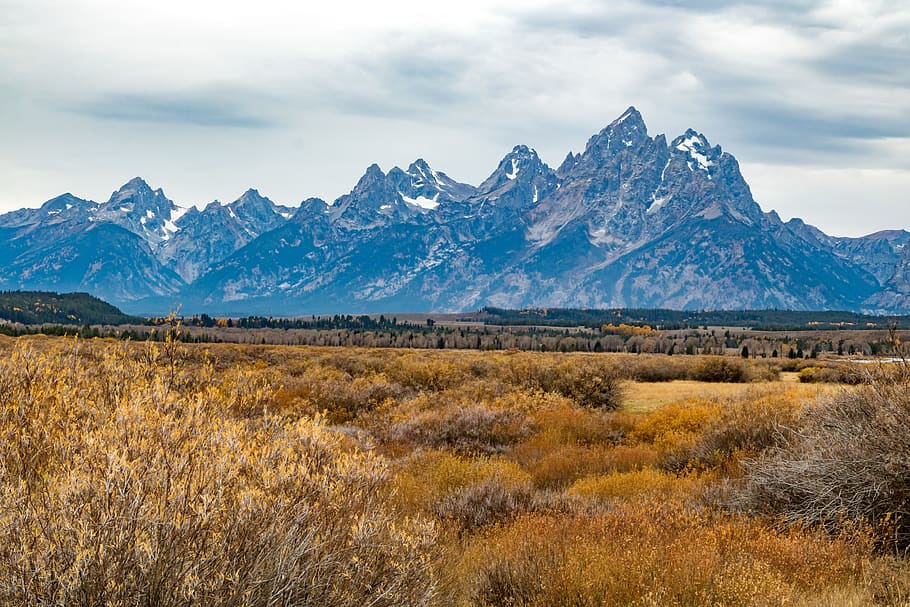 brown grass with mountain background, outdoors, field, grassland HD wallpaper