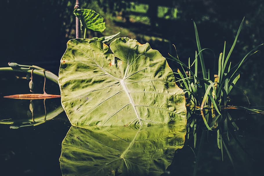 leaf, pond, water, reflection, mirroring, waters, rest, idyll HD wallpaper