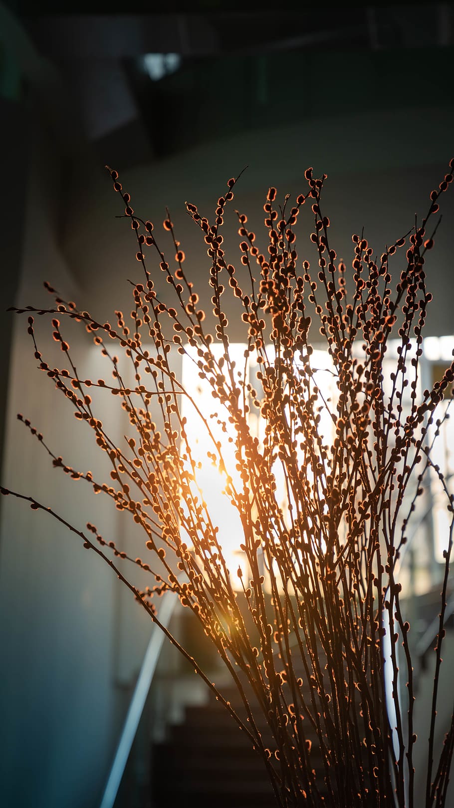 sunray, backlit, backlight, morning, morning light, morning plant HD wallpaper