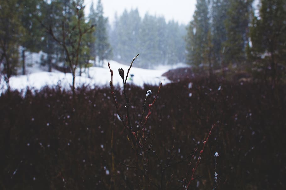 united states, copper mountain, trees, forest, snow, colorado HD wallpaper